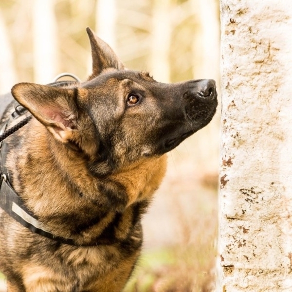 CONTINUATION  SCENT DETECTION