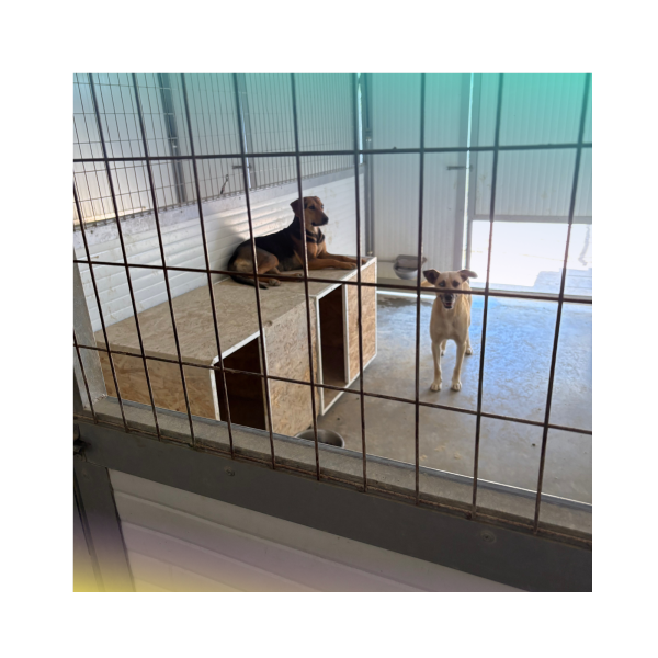 RESCUE & RECOVERY PROGRAMME