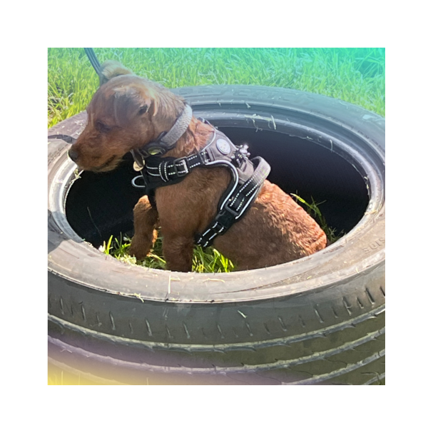 REAL LIFE PUPPY SKILLS