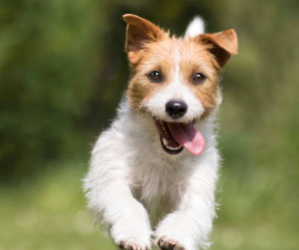 PUPPY FOUNDATIONS PACKAGE X 3