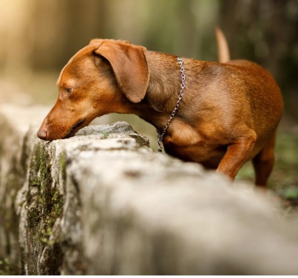 BEGINNERS  SCENT DETECTION