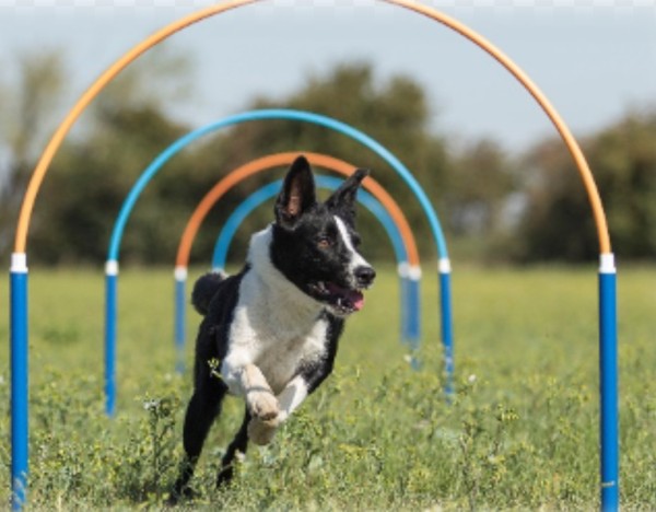 CANINE HOOPERS