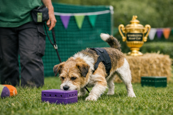 WIMBLEDON WOOF CUP CHALLENGE