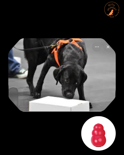 HOME COUNTIES SNIFFER DOG ACADEMY