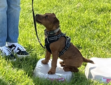 PUPPY CLASSES 10 WEEKS ONWARDS