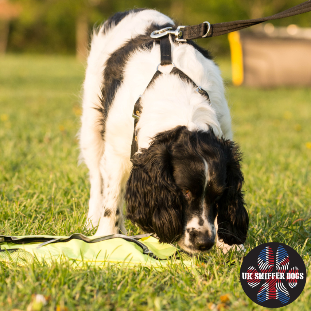 UK Sniffer Dogs scent detection
