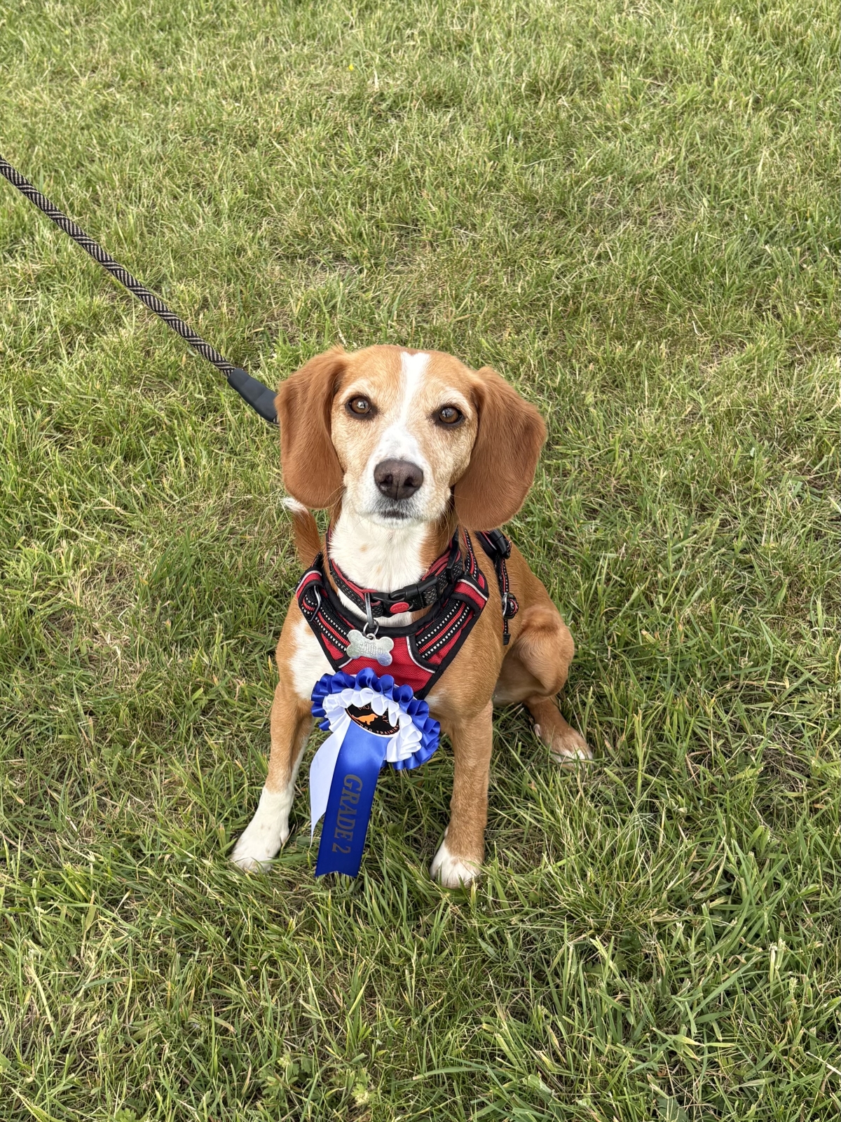 Puppy Classes