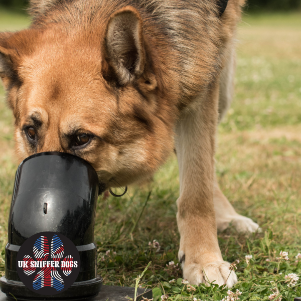 Scent Detection