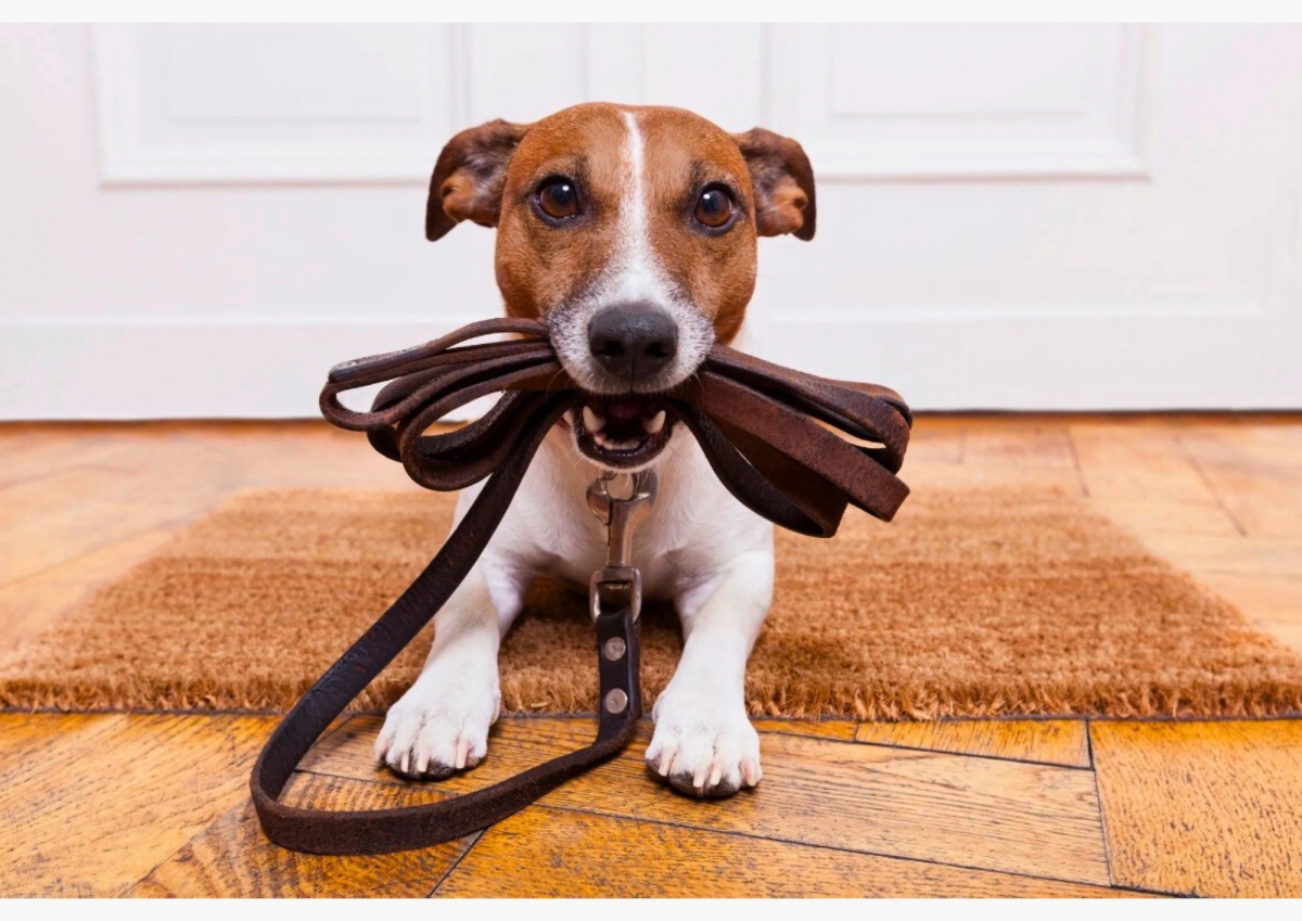 Puppy Classes
