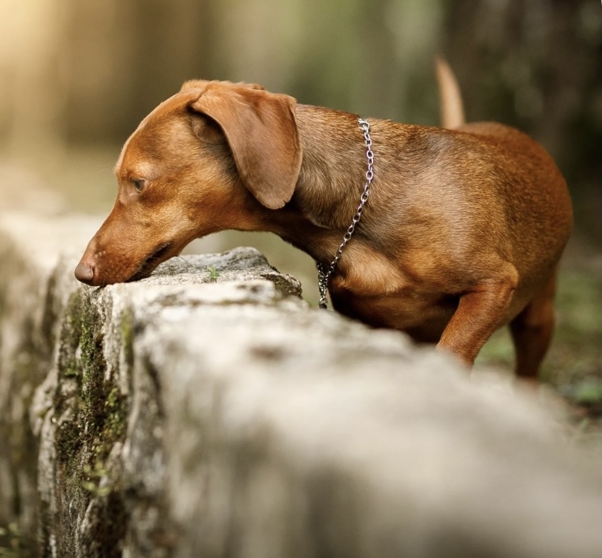 Scent Detection